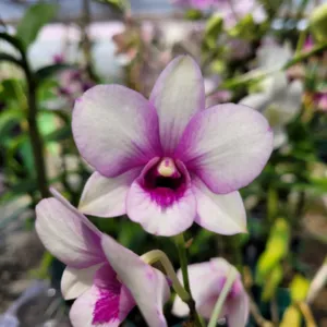 Orquídea 1