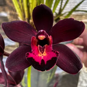 Orquídea 3