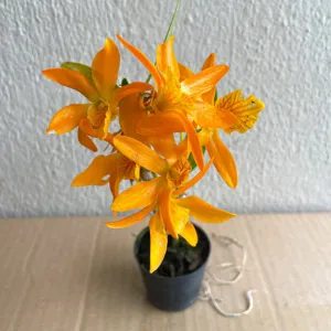Orquídea 4
