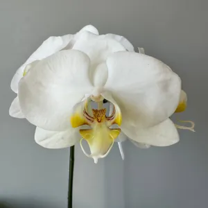 Orquídea 2