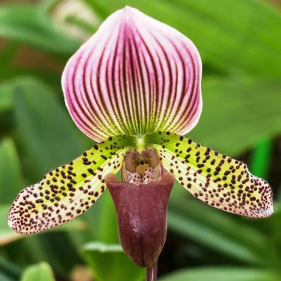 Orquídea 5