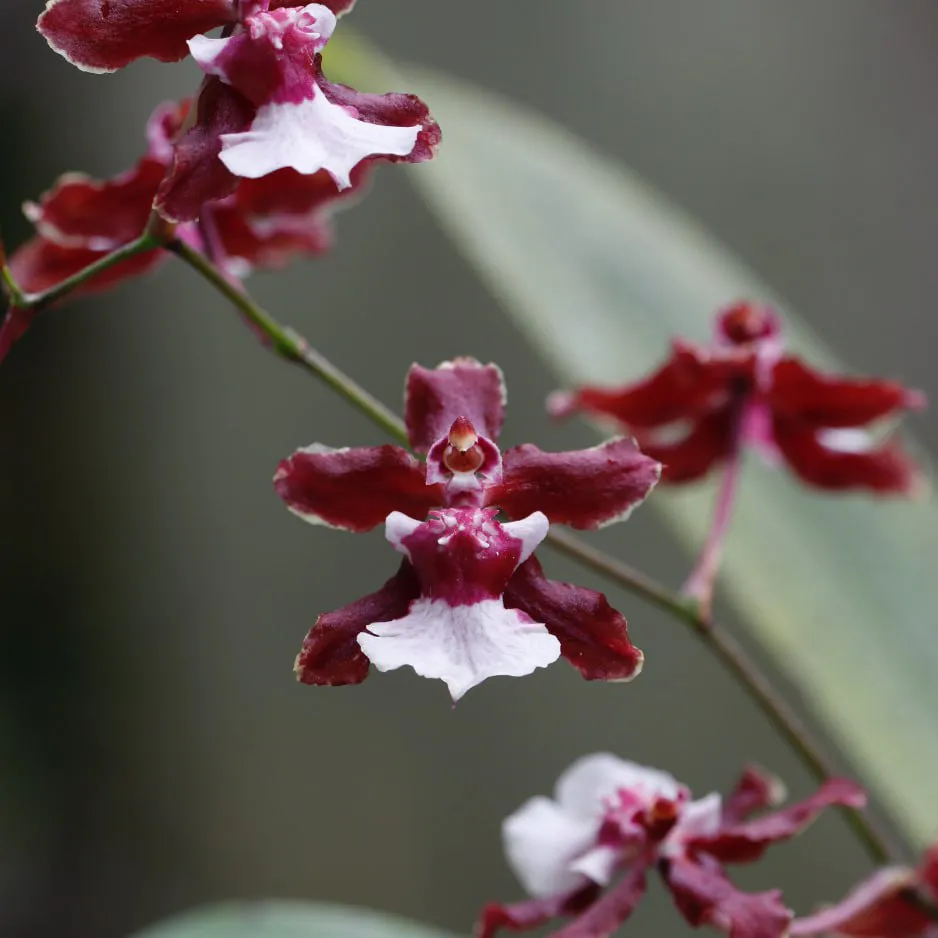Orquídea 6